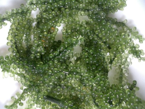 徳用　海ぶどう 総重量1kg