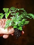 5 baby white rabbit's foot fern plants