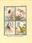 Collection of Treasured Painting (Gu gong wen wu yue kan cong shu)