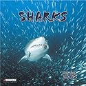 Sharks 2007. What a Wonderful World