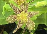 Early Toad Lily 20 Seeds -Tricyrtis - Shade Perennial