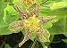Early Toad Lily 20 Seeds