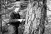 History of US Forest Policy: Forestry & Forest Industries (1946) [DVD]  Vintage Lumber & Timber Film