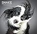 Shake Wall Calendar (2015): Photography By Carli Davidson