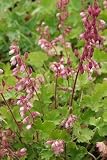 Eigenschaften PflanzenReich  / Pflanzenset: 3 x Heuchera pulchella - Zwerg-Purpurglöckchen