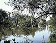 New Orleans City Park Photograph - Beautiful 16"x20" Photographic Print by Carol M. Highsmith