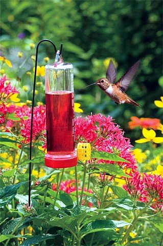 Burpee Complete Hummingbird Garden Kit