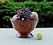 Tuscany Fleur De Lis Pedestal Fruit Bowl Color: Burnt Orange