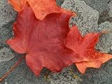 Sugar Maple Foliage in Fall, Rye, New Hampshire, USA Photographic Poster Print by Jerry & Marcy Monkman, 18x24 515Ut7yObqL. SL160 Sugar Maple Foliage in Fall, Rye, New Hampshire, USA Photographic Poster Print by Jerry & Marcy Monkman, 18x24