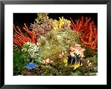Community of Marine Fish in an Aquarium Setting of Live Invertebrate Decor Photography Framed Art Poster Print by Max Gibbs, 31x25