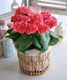 6�F����I�ׂ郊�[�K�[�X�o�X�P�b�g�u�s���N�v�y���������z