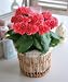 6�F����I�ׂ郊�[�K�[�X�o�X�P�b�g�u�s���N�v�y���������z