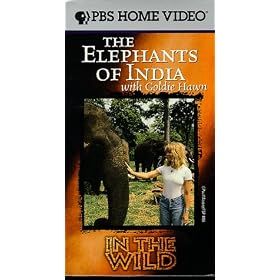 In the Wild: The Elephants of India With Goldie Hawn [VHS]