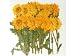 Silver J Pressed real dried flowers, Dark Yellow Chrysanthemum, 2 packs