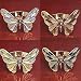 BUTTERFLY NAPKIN RINGS - SET OF 4 BUTTERFLY NAPKIN RINGS