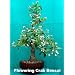 Japanese Flowering Crabapple 10 Seeds-Malus floribunda-Bonsai