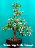 Japanese Flowering Crabapple 10 Seeds-Malus floribunda-Bonsai