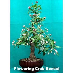 Florabunda Seeds
