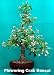 Japanese Flowering Crabapple 10 Seeds