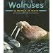 Walruses (Ocean Life)