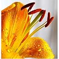 Tiger Lilly in Bloom Gallery Wrapped Canvas - 20x20"