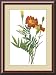 Marigold (bot. Tagetes sp.) Framed Print by Pierre-Joseph Redoute Framed