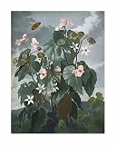 Oblique-leaved Begonia, 1799-1807 by Dr. Robert John Thornton poster print,20.8 in. x 26 in.