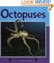 Octopuses (Nature Watch)