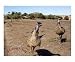Emu