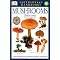 Books on Mushrooms