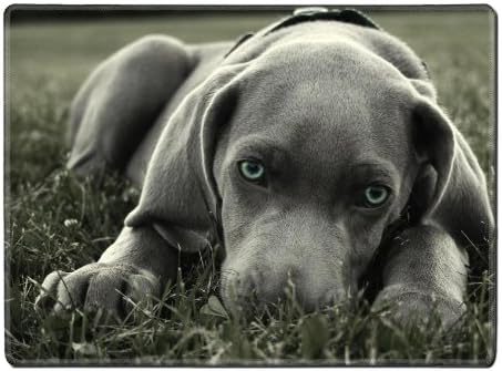 Dog Muzzle Blue Eyed Grass Hiding Placemat Pads Customized Made To Order Support Ready 15 6/8 Inch (400mm) X 11 13/16 Inch (300mm) X 1/8 Inch (3mm) High Quality Eco Friendly Cloth With Neoprene Rubber Liil Place Mouse Pad Desktop Mousepad Laptop Mousepads Comfortable Table Desk Kitchen Computer Mouse Mat Cute Gaming Mouse_Pad