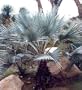 Mexican Blue Palm 20 Seeds - Brahea armata
