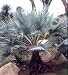 Mexican Blue Palm 20 Seeds - Brahea armata