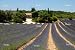 'Farmhouse And Lavender Field In The Provence, France' Wall Decal - 36