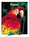 Parrots (Zoobooks Series)