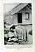 c1920 POLYNESIANS MONGOLS MALAYS PEOPLE NEW ZEALAND