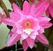 Light Pink Orchid Cactus 4 Pot - Epiphyllum - Exotic