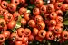 10x Sorbus Aucuparia (Rowan Tree) - 60-90cm - BAREROOT