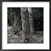Para Rubber Tree (Hevea Brasiliensis) Brazil Framed Photographic Poster Print, 22x22