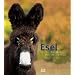 Esel Europas