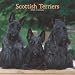 Scottish Terriers 2008 Square Wall Calendar by BrownTrout Publishers