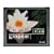 High Speed Kingston Compact Flash-Speicherkarte - 4 GB (CF/4GB) für Canon EOS-10D, EOS-1D, EOS-1D Mark II, EOS-1D Mark II N, EOS-1D Mark III, EOS-1Ds, EOS-1Ds Mark II, EOS-1N, EOS-20D Digital, EOS-300D, EOS-30D, EOS-350D, EOS-40D, EOS-5D, EOS-D30, EOS-D60, EOS-DCS 5, EOS-DCS2000, EOS -Digital Rebel, EOS-Digital Rebel XT, EOS-Digital Rebel XTi PowerShot S1 IS, S10, S100 Digital ELPH, S110 Digital ELPH, S20, S200 Digital ELPH, ELPH Digital S230, S500 Digital ELPH, S60, S70, S80, S30 , ELPH Digital S300, S330 Digital ELPH, S40, S400, S400 Digital ELPH, S410 Digital ELPH, S45, S50, Nikon D1, D1 Pro, D100, D1H, D1X, D200, D2H Set, Set D2Hs, D2X, D2Xs, D70 , Outfit D70, D70s Digitalkamera