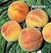 Bonanza Genetic Dwarf Peach Tree, Five Gallon Container