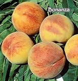 Bonanza Genetic Dwarf Peach Tree, Five Gallon Container