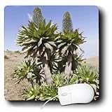 Danita Delimont - Ethiopia - Ethiopian Giant Lobelia, Simien Mountains, Ethiopia - AF16 MZW0141 - Martin Zwick - MousePad (mp_131559_1)