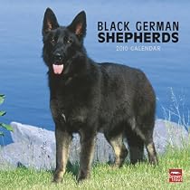 German Shepherds, Black 2010 Square Wall