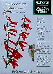 Penstemon Firecracker Seeds Botanical Gardens Series 120 Seeds