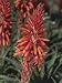 Close-Up of Flowers on an Aloe Vera Plant (Aloe Vera) Photographic Poster Print by S. Montanari, 12x16