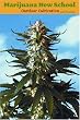 Marijuana New School Outdoor Cultivation