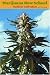 Marijuana New School Outdoor Cultivation